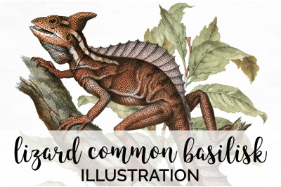 Lizard Basilisk Clipart