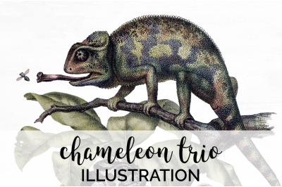 Lizard Chameleon Clipart