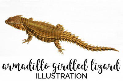 Lizard Clipart Armadillo