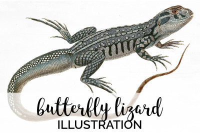 Lizard Clipart Butterfly Lizard