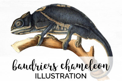 Lizard Chameleon Clipart