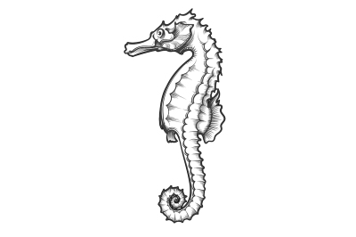 Sea Horse Engraving Illustration