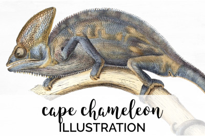 Lizard Cape Chameleon Clipart