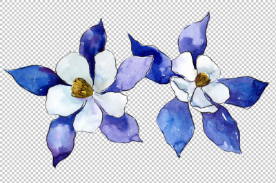 Blue aquilegia flower PNG watercolor set