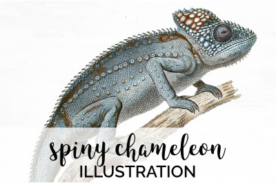 Lizard Spiny Chameleon Clipart