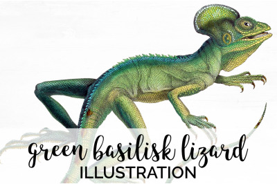 Lizard Basilisk Clipart