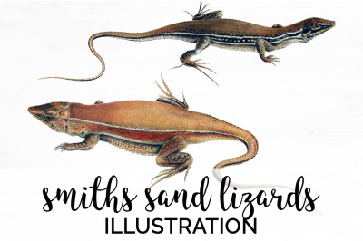 Lizard Clipart Smiths Sand