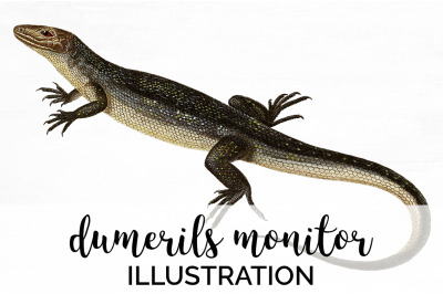 Lizard Monitor Clipart