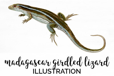 Lizard Clipart Madagascar Girdled