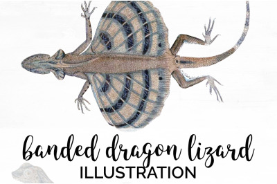 Lizard Clipart Five Banded Dragon