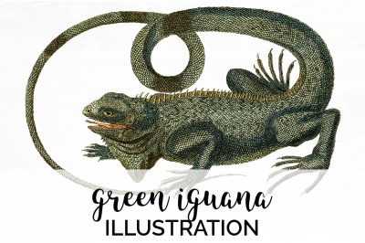 Lizard Iguana Clipart