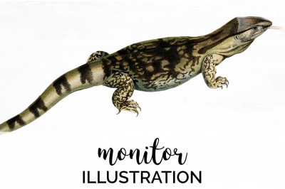 Lizard Monitor Clipart