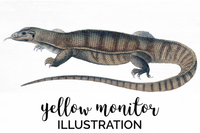 Lizard Monitor Clipart