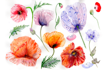 Sweet flowers colorful poppy PNG watercolor set