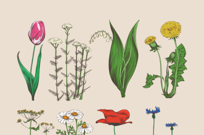 Vintage hand drawn flowers and herbs
