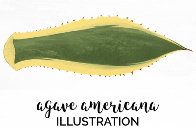 Leaf Clipart Agave