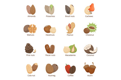 Vector illustration of different nuts