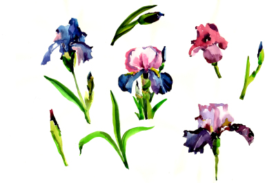 Purple irises flowers PNG watercolor