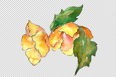 Gardenia colorful flower PNG watercolor set