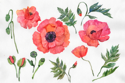 Red poppy PNG watercolor flowers