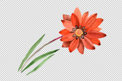 Flower orange gazania PNG watercolor set