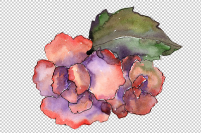 Pink flower Gardenia PNG watercolor set