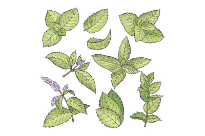 Different vector colored illustrations of herbal mint