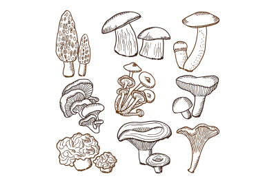 Forests mushrooms in hand drawn style