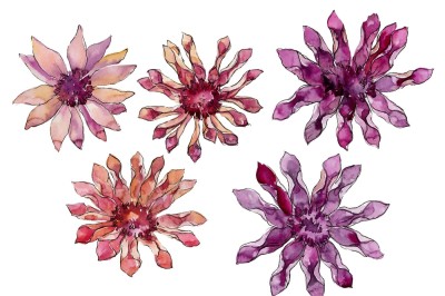 African daisy flower watercolor PNG set