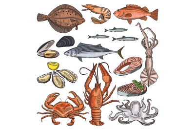 Illustrations of sea food products for gourmet menu