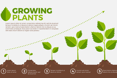 Different steps of growing plants