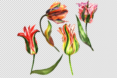 Aquarelle pink tulip flowers PNG set