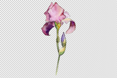 Gently purple irises PNG watercolor set