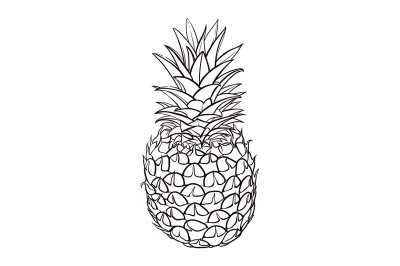 Hand drawn illustration of pineapple