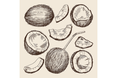 Hand drawing illustrations of different sides of coconut