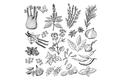 Sketch illustrations of spices and herbs