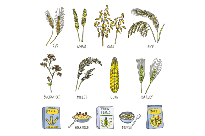 Colored illustrations of cereals