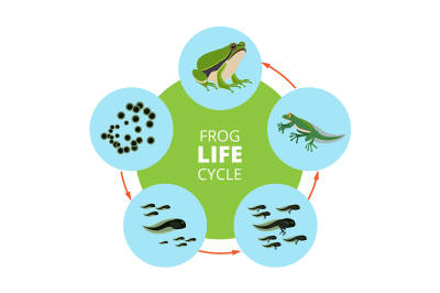 Nature infographic illustrations of frog life cycle