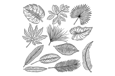 Tropical leaves and plants. Vector hand drawing pictures isolate