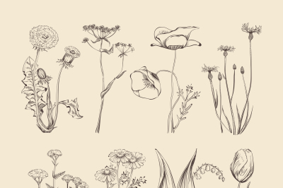 Wildflowers, herbs and flower hand drawing vector illustration