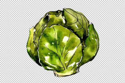 Green cabbage vegetables PNG watercolor set