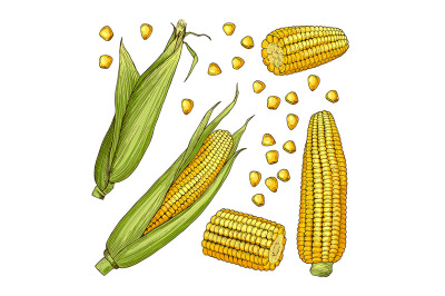 Vector farm illustrations. Different sides of corn