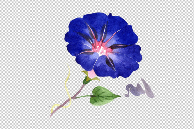 Wildflower ipomoea dark blue PNG watercolor set