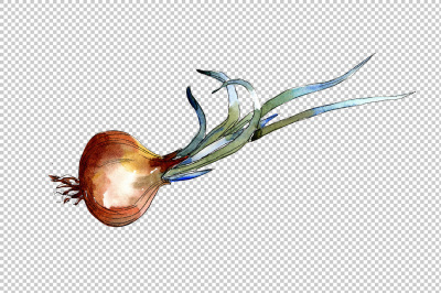 Watercolor onion vegetables PNG set