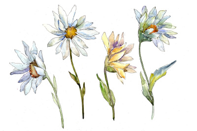 Fine white daisy PNG watercolor flower set