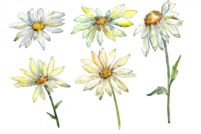 Fine wildflower daisy PNG watercolor set