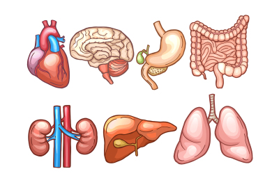 Human organs in cartoon style. Biology illustrations