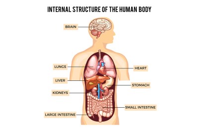 Human body and organs systems. Vector infographic