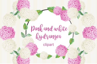Pink and white Hydrangea clipart
