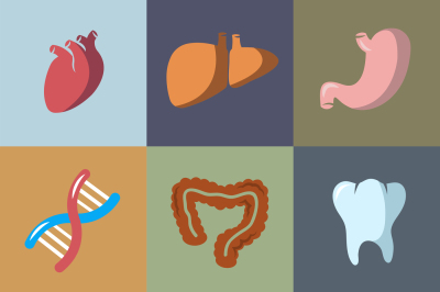 Internal human organs flat vector icons set